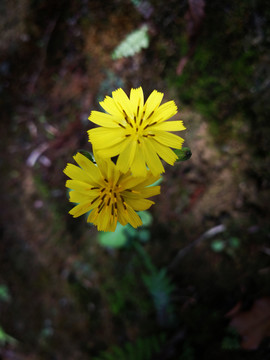 还阳草