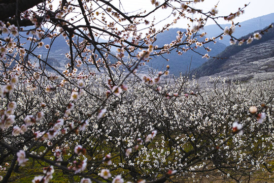 梅花