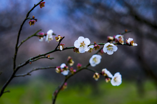 梅花