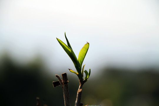 普洱茶茶树上鲜叶特写