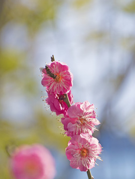 梅花