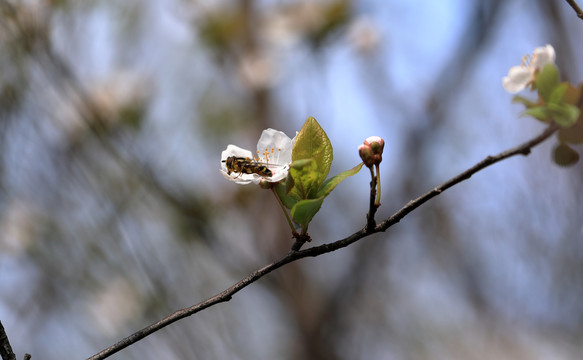 蜜蜂采蜜