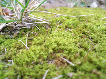 苔藓