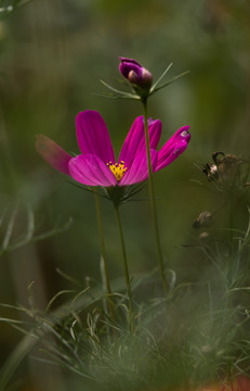 格桑花