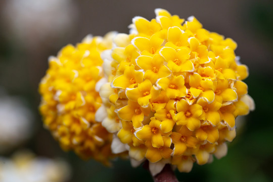 情人节花卉