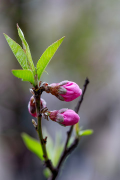 桃树花