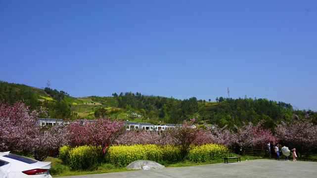 大石门樱花八