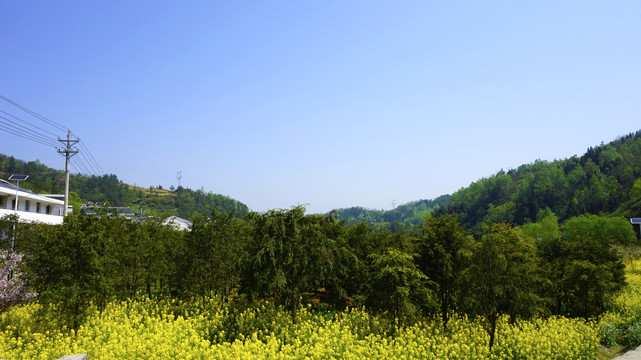 樱桃花