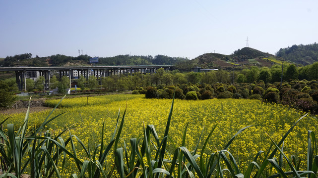 大石门樱桃花四