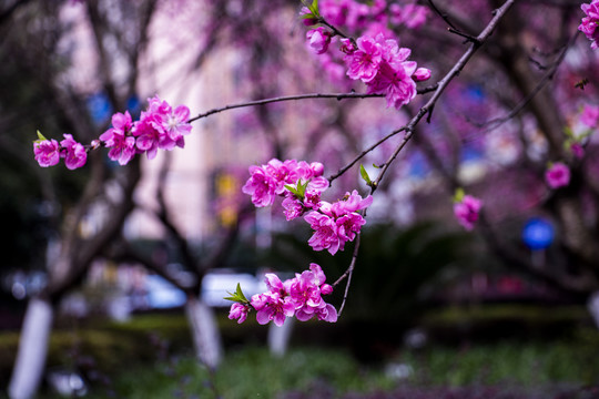 桃花开