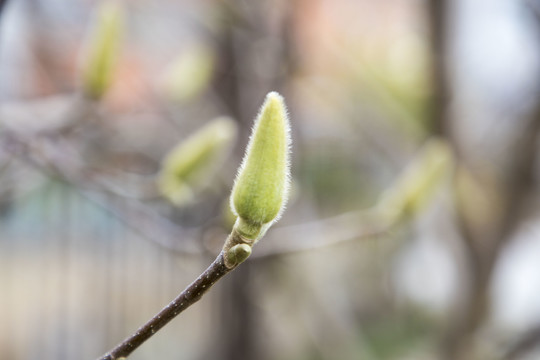 玉兰花蕾