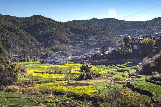 梯田阳光油菜花