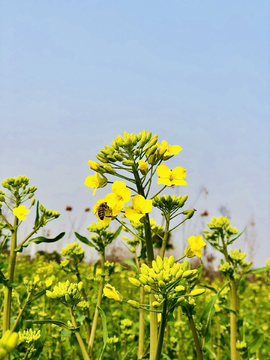 油菜花