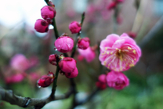 雨水滋润的红梅花