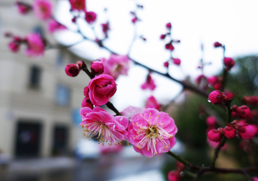 雨水滋润的红梅花