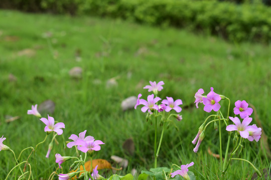 野花