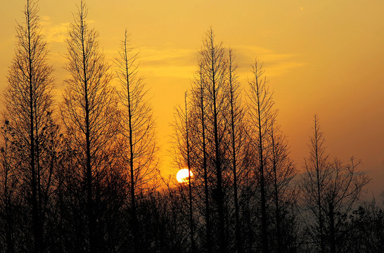 日落树林