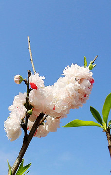 桃花树花朵