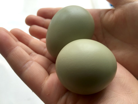 双手捧着绿壳鸽子蛋