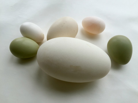 鸡蛋鹅蛋鸽子蛋