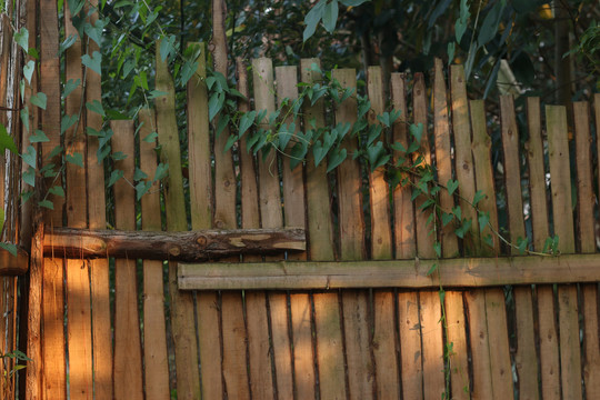 木围栏上的锦屏藤