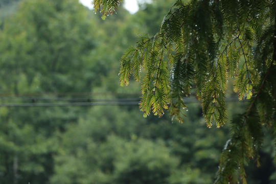 带雨滴的枝叶