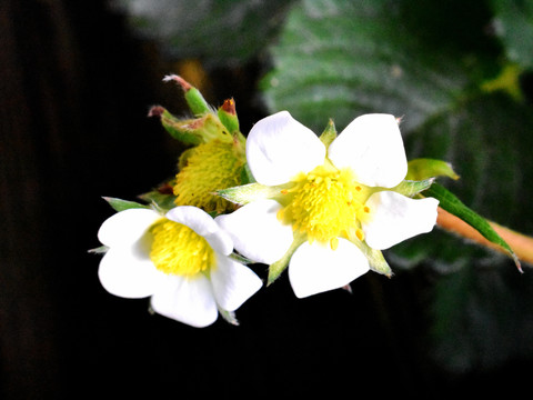 草莓白花