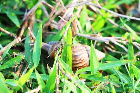 草丛里的蜗牛