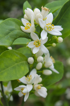 橙花