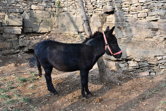 小黑驴