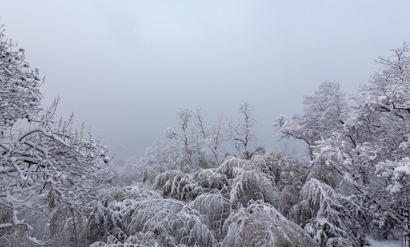 风雪紫金山