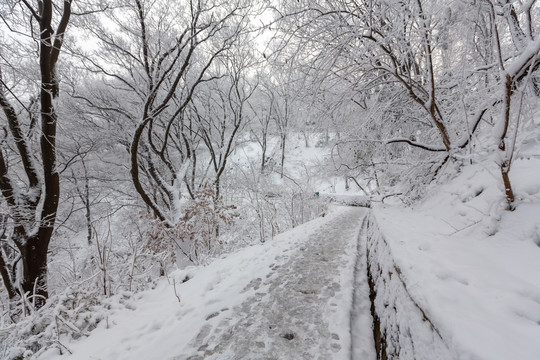 风雪紫金山