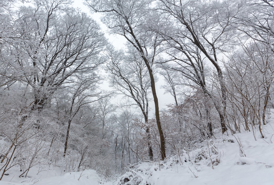 风雪紫金山