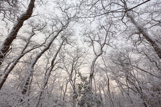 雪后的树林