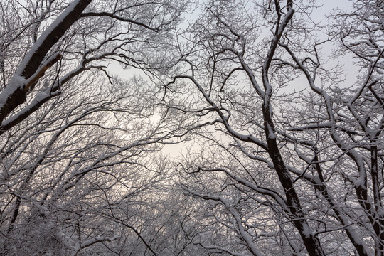 雪后的树林