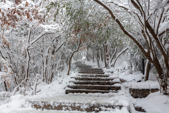 风雪紫金山