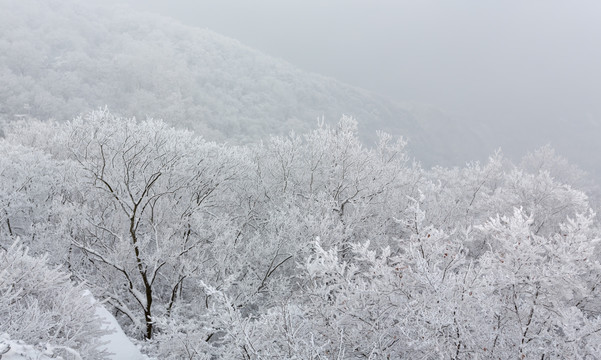 风雪紫金山