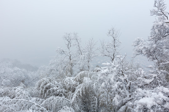 风雪紫金山