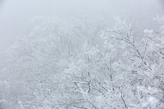 风雪紫金山