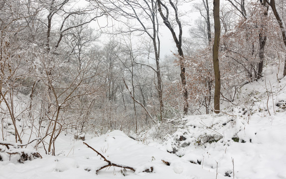 风雪紫金山