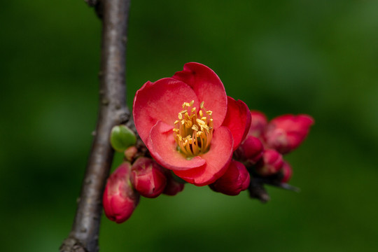 情人节花卉