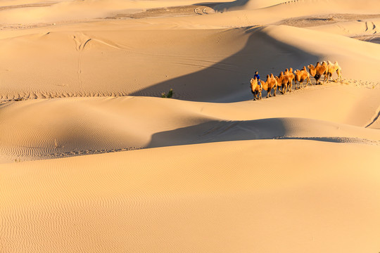 阿拉善沙漠黄昏骆驼太阳光影53