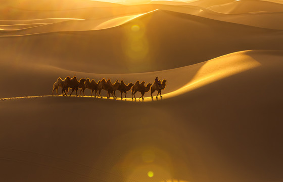 阿拉善沙漠黄昏骆驼太阳光影10