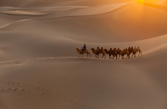 阿拉善沙漠黄昏骆驼太阳光影26