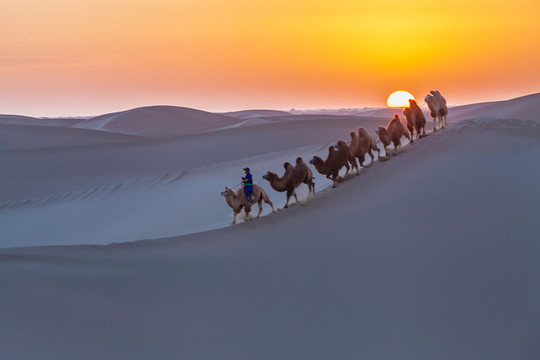 阿拉善沙漠黄昏骆驼太阳光影