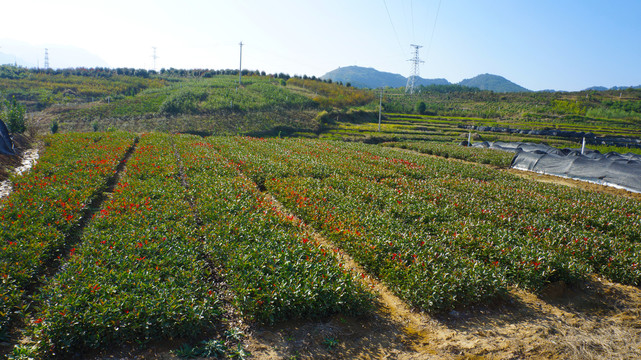 中峰绿之恋六