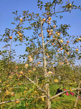 西安旅游苹果园