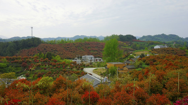 蒋家堰莲花寺全景八