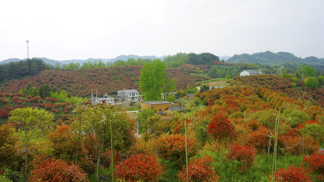 蒋家堰莲花寺五