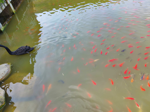 西安旅游鱼池